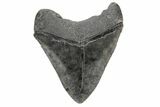 Large, Fossil Megalodon Tooth - South Carolina #172274-2